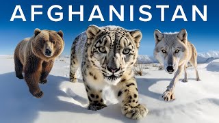 The Wildlife Enthusiasts Guide to Afghanistan [upl. by Kendre178]