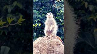 Meerkats funny meerkat fypシ゚ wildlifevideography zoo animalworld cuteanimals animalbeauty [upl. by Idonna]