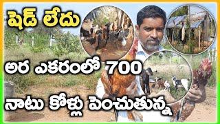 అర ఎకరంలో 700 నాటు కోళ్లు Natu Kolla pempakam MalleshAdla [upl. by Clein265]