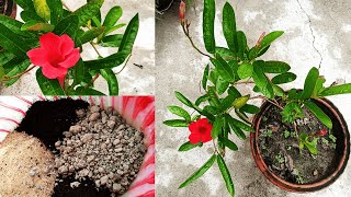 How to Grow Mandevilla in Pots  Tips for growing Mandevilla Vine  How to get more flowers [upl. by Festa]