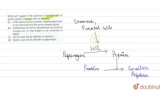 What will happen if the secretion of parietal cells of gastric glands is blocked with an inhibitor [upl. by Gnagflow300]