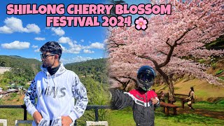 Shillong Cherry Blossom Festival 2024🌸Guwahati to Shillong [upl. by Ardnuasac719]