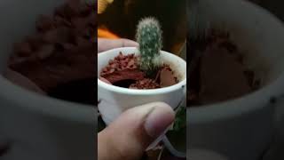 Cactus plant shortvideo plants [upl. by Coulter]