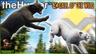 The MYTHICAL MELANISTIC PANTHER amp Diamond Grey Mountain Lion Are Down Call of the wild [upl. by Anelegna767]