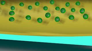 EXOCYTOSIS OF NEUROTRANSMITTERS [upl. by Shushan274]