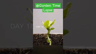 Pea  Time Lapse plants​  timelapse shorts [upl. by Eserrehs16]