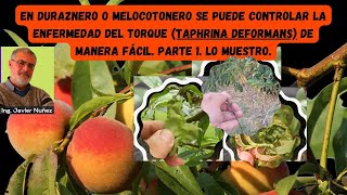 Se puede controlar fácil el Torque enfermedad ☣️Taphrina deformansen duraznero 🍑o melocotonero1 [upl. by Akenn]