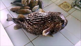 Fish Markets In The Philippines  What To Expect [upl. by Asilat]