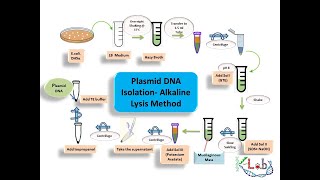 Plasmid DNA isolation by Alkaline Lysis method  PLASMID DNA ISOLATION  PLASMID EXTRACTION [upl. by Arikahc626]