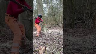 How To Fell Diseased Ash Trees Properly treework [upl. by Nesbitt1]