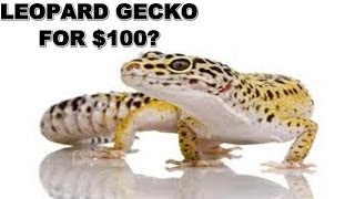 How To Get A Leopard Gecko With Cage Setup For 100 [upl. by Ecitsuj367]