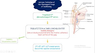 Nervous control of pharyngeal stage of swallowing Chapter 64 part 3 Guyton and Hall Physiology [upl. by Yim]