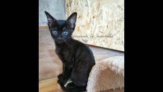 Melanistic Savannah Kittie playing with her prey  eintagsküken  and cuddling to her mommy 😻 [upl. by Eceertal406]