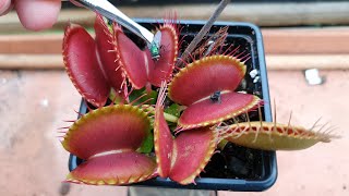 Feeding Green Bottle flies to a Venus Flytrap Carnivorous Plant [upl. by Rempe]