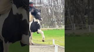 Iceland  Icelandic Horse Tolt vlog shorts [upl. by Aiekam]