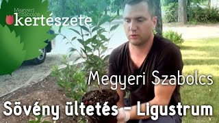 Sövény ültetés  Ligustrum  Fagyal  Megyeri Szabolcs online növény rendelés Veszprém [upl. by Akoyn]