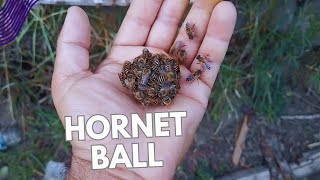 Honey bees Burning hornet ball [upl. by Yreffeg165]