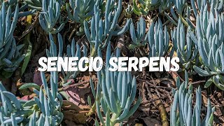 Senecio Serpens Guia Completo Desta Suculenta [upl. by Roeser]