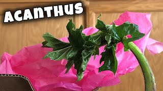 🌻 Acanthus Mollis  Bear breeches mini Plant Haul 🌿 Oyster Plant Sea Dock [upl. by Alekahs3]