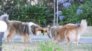 Rough Collies playing [upl. by Corwin153]