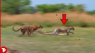 Look What Happened When This Leopard Attacked Cheetah [upl. by Eseerahs]