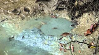 Giant Mudskippers Burrowing  Pasir Ris Mangrove [upl. by Harriman634]