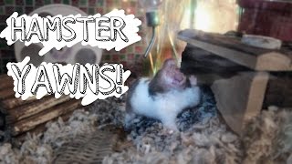 Hamster Yawns  Vlogs [upl. by Alyhc604]