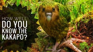 Kakapo  Description Characteristics and Facts [upl. by Nekciv560]