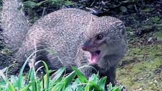 Hawaiian Mongoose [upl. by Nahsab572]