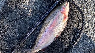 Rainbow Trout At The Tekapo Canal [upl. by Htennaj]