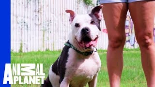 Waiting for a Forever Home Mr McGee  Pit Bulls amp Parolees [upl. by Tnarb897]