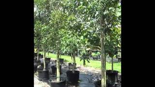 Mahogany Trees  Caoba in South Florida  7862552832  We Deliver [upl. by Barrington]