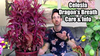 Celosia  Dragons Breath  Care amp Info [upl. by Akinna]