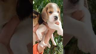 Beagle puppy for sale [upl. by Newlin]