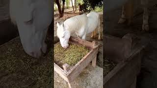 Today we will show you the highgeneration horses that are very beautifultrending viralvideo mill [upl. by Sillek]