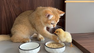 Kitten I will try my best to raise the chickenCute animal videos are funny Kittens with chicks [upl. by Inahc551]