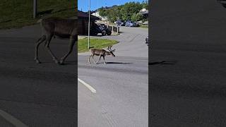 Reindeer In The City 🥰🇳🇴 [upl. by Jepum]