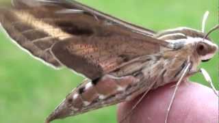 Whitelined Sphinx Moth Sphingidae Hyles lineata Lateral Closeup [upl. by Aleyak]