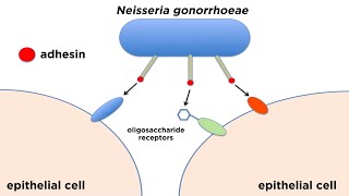 Bacterial Pathogenesis How Bacteria Cause Damage [upl. by Lesslie]