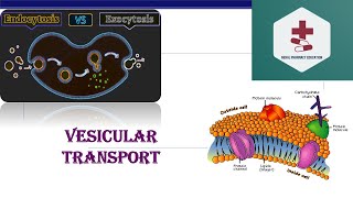 Vesicular transport  Endocytosis  Exocytosis  Phagocytosis  Pinocytosis  B Pharm Medical [upl. by Paulie]