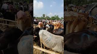 Biggest Cow Market in India cattlemarket animals [upl. by Eanad345]