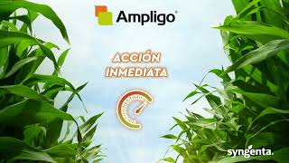 Ampligo protege tu cultivo [upl. by Corel]