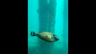 Busselton Jetty Western Australia [upl. by Swartz649]