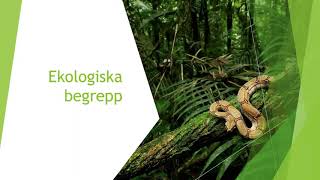 Ekologiska begrepp  Biologi 1 100 p [upl. by Aisat]