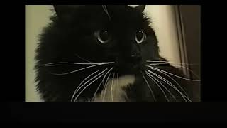 Oh Long Johnson Cat Original 1990s Video [upl. by Landahl]