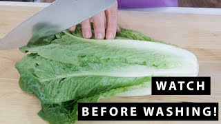 How to Cut Romaine Lettuce  For Beginners [upl. by Sirapal]