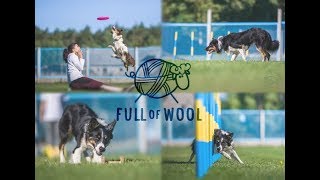 Full of Wool  1st border collie family reunion [upl. by Camel]