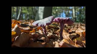 Paddestoelen op Landgoed Zwaluwenburg [upl. by Glogau]