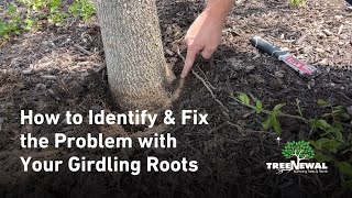 How to Identify amp Fix the Problem with Your Girdling Roots [upl. by Olram311]