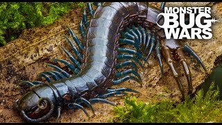 Best Centipede Showdowns  MONSTER BUG WARS [upl. by Di901]